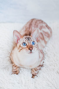 Young silver tabby bengal cat with beautiful blue eyes on white soft plaid.