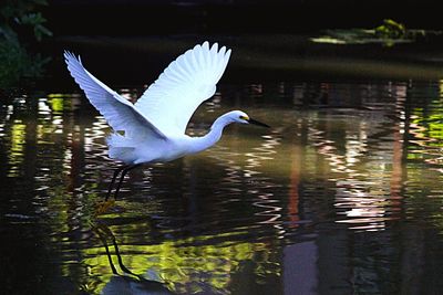 Bird flying over lake