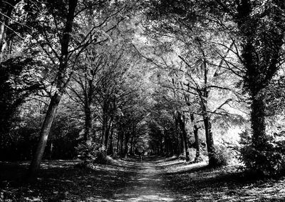 Road along trees