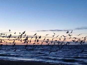 Flock of birds on beach against sky
