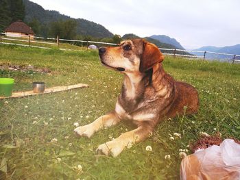 Dog relaxing on field