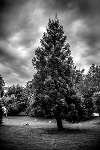 Single tree against sky