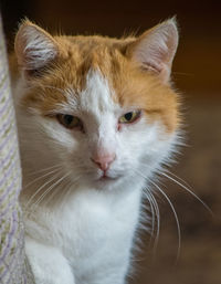 Close-up portrait of cat