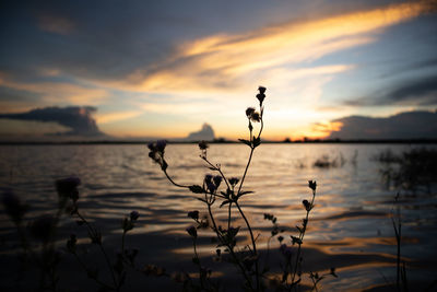 Silhouette plants by lake against sky during sunset