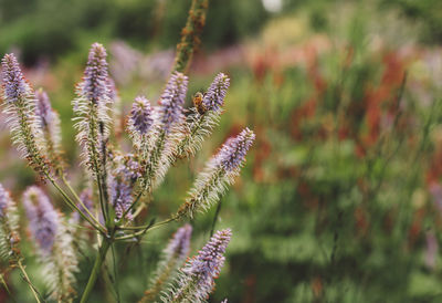 Close-up of purple flowers