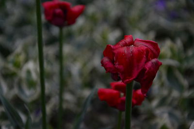 Close-up of red rose