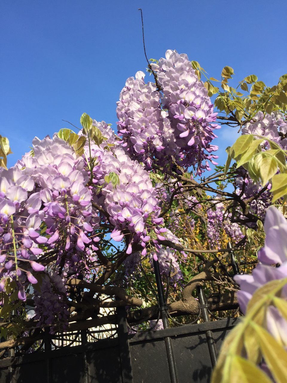 flower, freshness, growth, fragility, nature, beauty in nature, springtime, purple, wisteria, tree, low angle view, branch, blossom, no people, outdoors, day, sky, close-up
