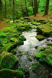 Stream flowing through forest