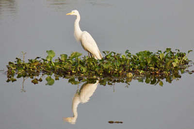 White heron perching on lake