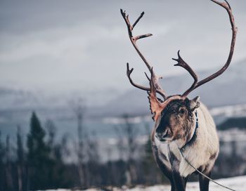 Reindeer outdoors in norway