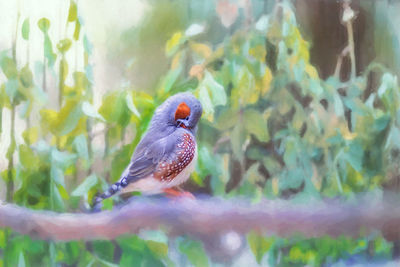 Close-up of bird perching on plant