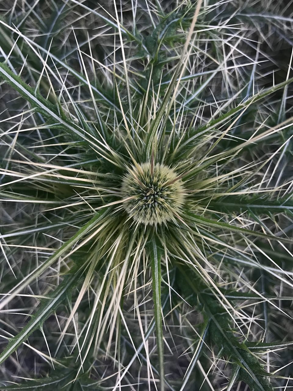 CLOSE-UP OF DANDELION