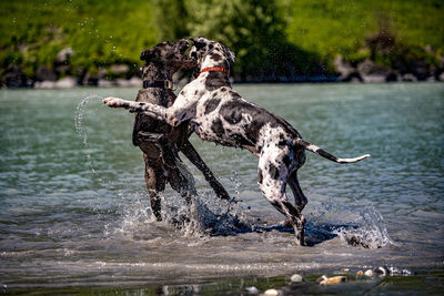 Dog running in a lake