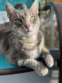 Close-up portrait of a cat resting