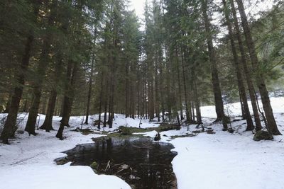 Trees in forest during winter