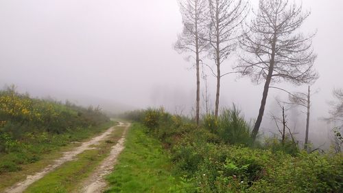 Road amidst trees against sky during foggy weather