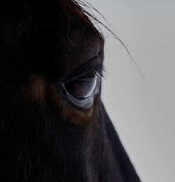 Close-up of a horse