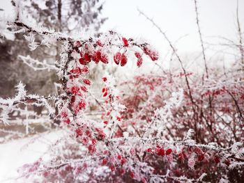 Close-up of frozen tree against sky