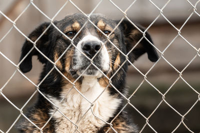 Portrait of dog seen through chainlink fence