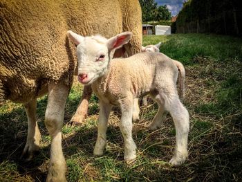 Sheep in grass