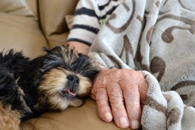 High angle view of puppy on blanket