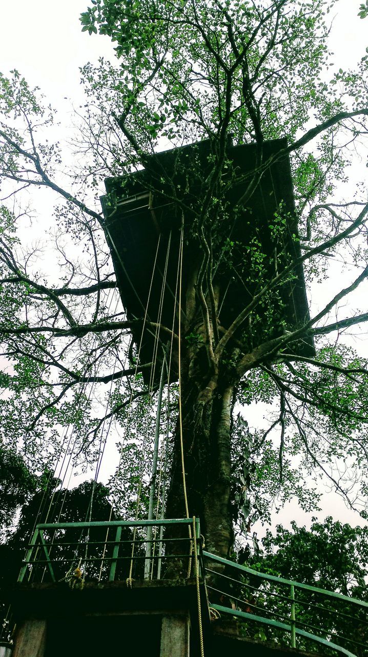 LOW ANGLE VIEW OF TREE BRANCHES AGAINST SKY