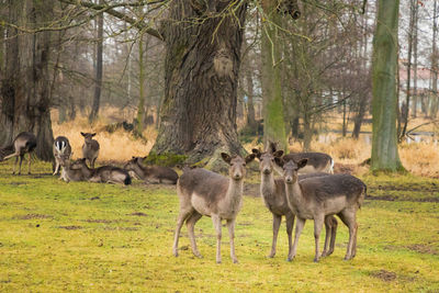 Deer standing on grassy field in forest