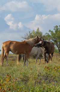 Horse grazing on field