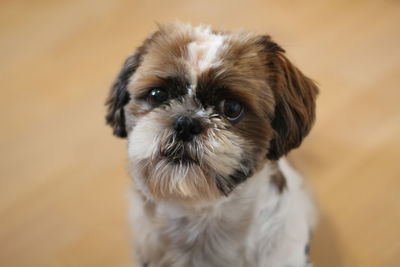 Close-up portrait of dog