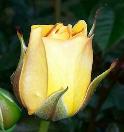 Close-up of yellow flower