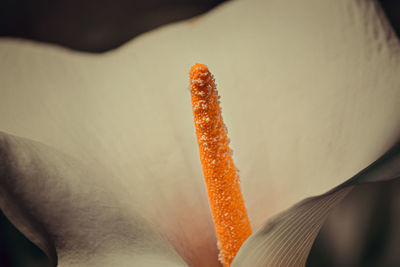 Close-up of ice cream cone