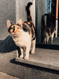 Cat sitting outdoors