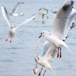 Seagulls flying over sea