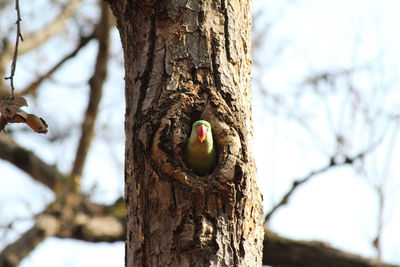 Low angle view of parrot on tree