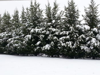 Trees on snow covered landscape