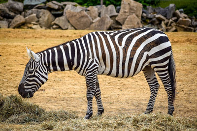 Zebra grazing on field in zoo