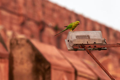 Close-up of bird perching on cable