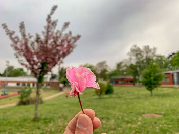 Hand holding pink flower