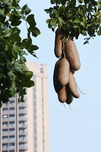 Low angle view of fruits growing on tree against sky