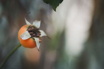 Close-up of fruit