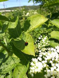 Close-up of ladybug on plant