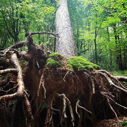 Trees in forest