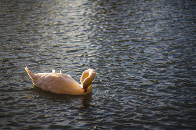 Close-up of swan swimming in lake