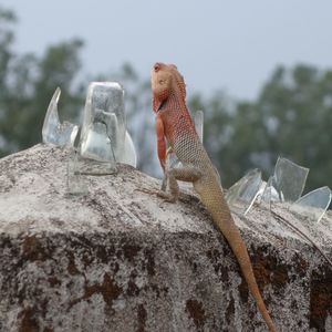 Close-up of lizard on rock