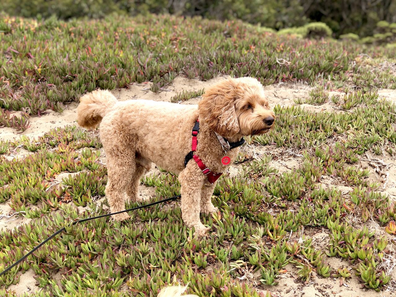 animal themes, one animal, canine, dog, mammal, animal, domestic animals, pet, grass, plant, nature, no people, poodle, land, cute, lap dog, field, day, young animal, outdoors, green, puppy, collar