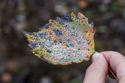 Close-up of hand holding autumn leaf