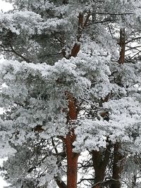 Close-up of tree against sky during winter