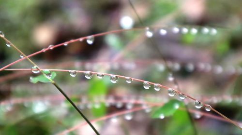 Close-up of wet plant during rainy season