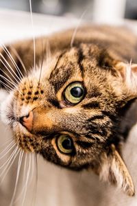 Close-up portrait of a cat