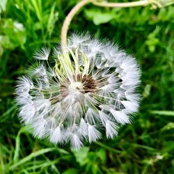 Close-up of dandelion flower on field